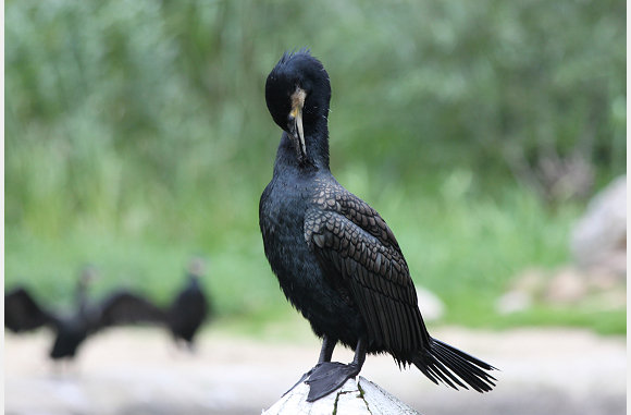 aalscholver, Phalacrocorax carbo