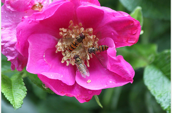 bloem, met insecten