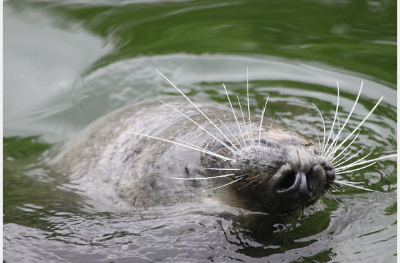 leuke snuit