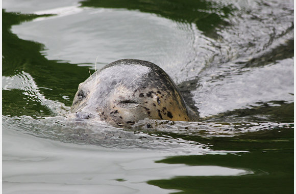 Phoca vitulina