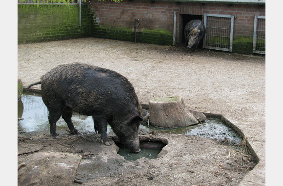 Varkens van 1 of andere soort