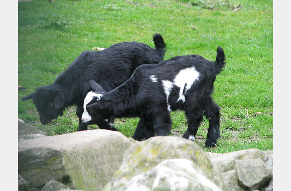 Wat lief