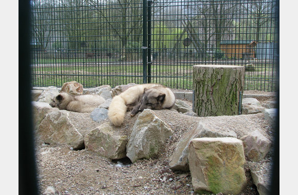 Zo lief