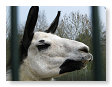 En nog een Lama