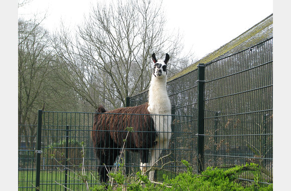 Ijdele Lama