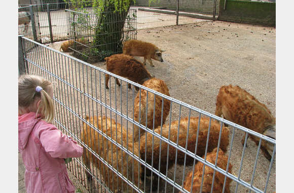 Varkens met krullen