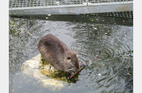 Bever familie