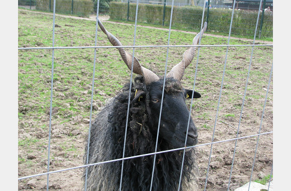 Mooie horens