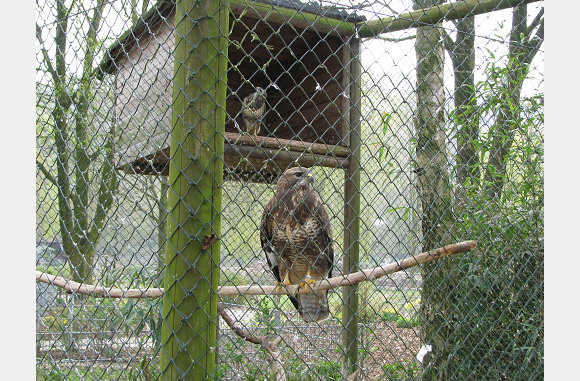 Roofvogels