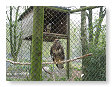 Roofvogels