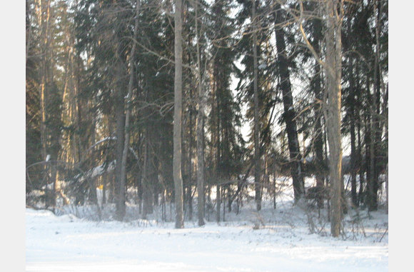 Snowy woods