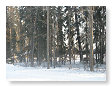 Snowy woods