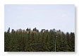 Toch nog wat bomen.